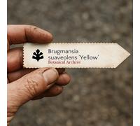 Brugmansia suaveolens 'Yellow' SEEDS - - SEMI Tromba degli angeli | Tromba d'an