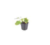 Brunnera Macrophylla con Foglie a Cuore, da Ombra, Blu, Set da 12, Ø9cm