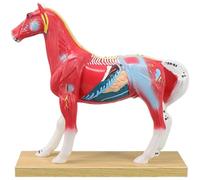 Brxmpn Modello Anatomico di Cavallo, metà Punti di Agopuntura E metà Muscoli, per Studi di Anatomia Veterinaria in Ambito Ospedaliero.