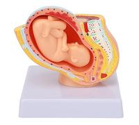BSTiltion Modello Anatomico del Bacino della Donna Incinta, Modello