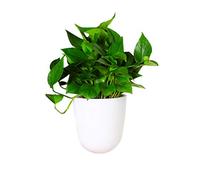 Bticx Vaso da parete ad angolo, con montaggio a parete, auto-irrigante, in plastica, verticale, da appendere, per casa, giardino, veranda, balcone,