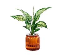 BUBEFSKD Innaffiatura interna in miniatura vasi di fiori per piante grasse per l'uso della casa ufficio con efficienti disegni di assorbimento dell'acqua decorazioni per la casa fioriera