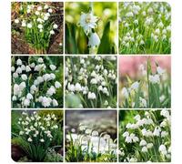 Bucaneve bulbi,bucaneve pianta,bucaneve fiore bulbi,Orticoltura,bucaneve galanthus,può decorare il giardino(senza semi,non artificiali,resistenti al freddo)-1bulbi-J