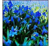 Bucaneve bulbi,bulbi di fiori che fioriscono all'inizio della primavera e hanno una forte resistenza al freddo,bucaneve semi(senza semi,non artificiali e resistenti al freddo)-3 bulbi-E