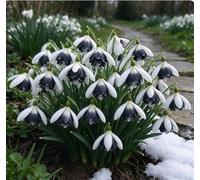 Bucaneve nani: una scelta ideale per la piantagione autunnale nei giardini tedeschi - romantici e affascinanti-2 pcs-G
