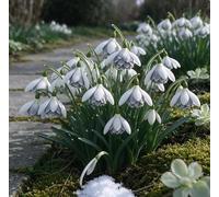 Bucaneve nani: una scelta ideale per la piantagione autunnale nei giardini tedeschi - romantici e affascinanti-1 pcs-C