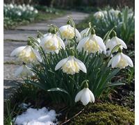 Bucaneve nani: una scelta ideale per la piantagione autunnale nei giardini tedeschi - romantici e affascinanti-5 pcs-I