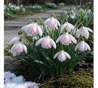 Bucaneve nani: una scelta ideale per la piantagione autunnale nei giardini tedeschi - romantici e affascinanti-1 pcs-A