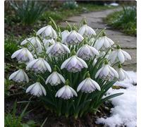 Bucaneve nani: una scelta ideale per la piantagione autunnale nei giardini tedeschi - romantici e affascinanti-2 pcs-F