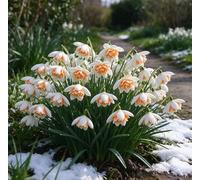Bucaneve nani: una scelta ideale per la piantagione autunnale nei giardini tedeschi - romantici e affascinanti-1 pcs-J