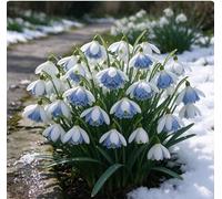 Bucaneve nani: una scelta ideale per la piantagione autunnale nei giardini tedeschi - romantici e affascinanti-5 pcs-D