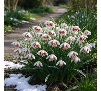 Bucaneve nani: una scelta ideale per la piantagione autunnale nei giardini tedeschi - romantici e affascinanti-3 pcs-H
