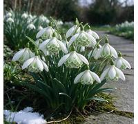 Bucaneve nani: una scelta ideale per la piantagione autunnale nei giardini tedeschi - romantici e affascinanti-4 pcs-E