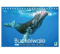Buckelwale: Aus den blauen Tiefen der Ozeane (Tischkalender 2026 DIN A5 quer), CALVENDO Monatskalender: Der Wal: Freiheit in den Tiefen der Meere
