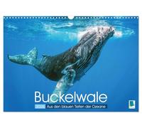 Buckelwale: Aus den blauen Tiefen der Ozeane (Wandkalender 2026 DIN A3 quer), CALVENDO Monatskalender: Der Wal: Freiheit in den Tiefen der Meere
