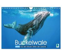 Buckelwale: Aus den blauen Tiefen der Ozeane (Wandkalender 2026 DIN A4 quer), CALVENDO Monatskalender: Der Wal: Freiheit in den Tiefen der Meere