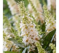 Buddleia davidii White Profusion "Albero delle Farfalle", Pianta in Vaso 7x7 cm, Pianta vera da esterno, Vivaio di Castelletto