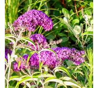 Buddleja davidii a fiore rosso, 4 piante alte 30/40 cm, vaso 13