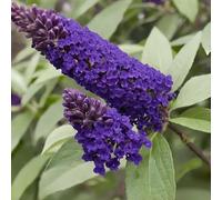 BUDDLEJA Davidii MIDNIGHT Viola ALBERO DELLE FARFALLE h30cm FOTO REALE AMDGarden