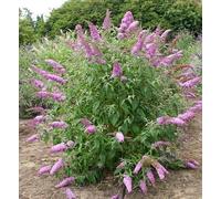 Buddleja Davidii Viola - Pianta delle Farfalle in Vaso 18 cm, H 80 cm - Fioritura Profumata, Crescita Rapida, Arbusto Ornamentale da Giardino - FOTO REALI