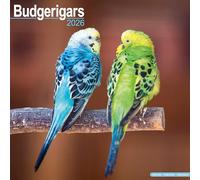 Budgerigar 2026 Calendar | Square Wall Calendar | Bird Gift | Plastic Free Packaging | by Avonside Publishing