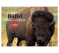 Büffel. Wisent und Bison (Wandkalender 2026 DIN A2 quer), CALVENDO Monatskalender: Die Schönheit der kraftvollen Kolosse im Zottelfell