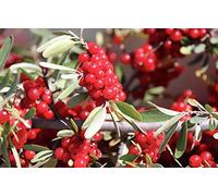 BUFFALOBERRY SHERPHEDIA ARGENTEA PIANTE DUE ANNI 50-60 CM, VASO 2 LITRI