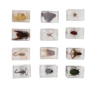 BUG SEMPIES RESINA Trasparente Trasparente Educazione Scientifica Realistica Decorazioni per Bambini per Bambini Materiale Eco -adatto a 12 Pezzi Set