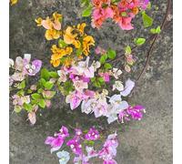 buganvillasemi sospesi, perenni resistenti, balcone giardino in foglia perenne, resistente, semi di prateria, semi 1000pcs