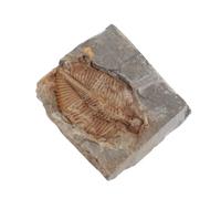 BUGUUYO Fossile Vero di Trilobite Antico per Educazione Scientifica e Ornamento da Scrivania in Fossile Naturale, per Dormitorio e Ufficio, Collezionisti e Adolescenti