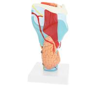 BUGUUYO Modello Anatomico Laringe Umana Ingrandito in PVC Resistente Struttura Dettagliata per Studio Didattico e Ricerca Medica