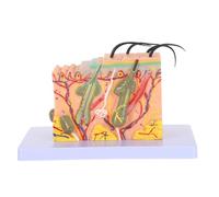 BUGUUYO Modello Anatomico Umana Ingrandito Struttura Multistrato Orizzontale Plastica Resistente Per Studio Medico e Didattica Scientifica in Aula