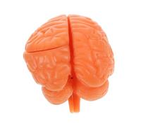 BUGUUYO Modello di insegnamento dell'anatomia cerebrale modello anatomico del cranio modello di cervello per l'insegnamento cervello di plastica Testa del modello di anatomia pvc Caffè