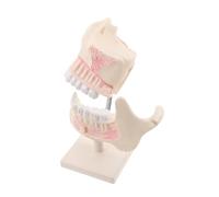 BUGUUYO Modello Didattico in Plastica Resistente per Studio e Esercitazioni Simulazione Anatomia Denti per Studenti Professionale