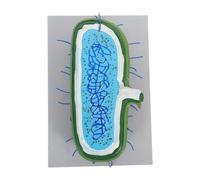BUGUUYO Modello Ingrandito per Insegnamento Biologia Kit Dimostrativo con Struttura Dettagliata e Organelli Modello Didattico Interattivo per Aula