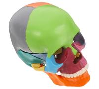 BUGUUYO Modello Testa Colorato con Sezioni Rimovibili Strumento Didattico per Anatomia per Scienze e Apprendimento Strutturato