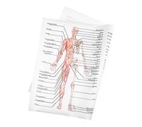 BUGUUYO Poster Di Anatomia Scientifica 50x70 Cm in Seta 89 Fili, Diagramma Muscolo Scheletrico Per Insegnamento, Decorazione Aula e Studio Corpo Umano