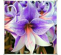 Bulbes d'Amaryllis-Ation rare, merveilleuses fleurs roses, croissance vigoureuse des tiges et des feuilles-3 Bulbi, D: Graines
