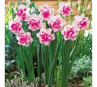 Bulbes de narcisses semi-fleurs, plante aquatique, double pétale, narcise, plante du jardin