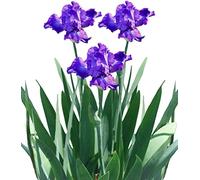 Bulbes d'iris De splendides racines d'iris barbuto colorent rapidement de nombreuses fleurs ornementales pour un jardin unique pour la terrasse du balcon domestique