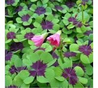 Bulbi 12 X Oxalis 'Iron Cross'