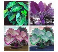 Bulbi a forma di orecchie di elefante. Perenne resistente al freddo, facile da coltivare e mantenere, sempreverde tutto l'anno, decorazione moderna, adatta ai principianti-5bulbi-A