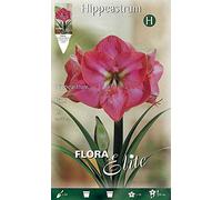 BULBI AUTUNNALI AMARYLLIS ROSA CONFEZIONE DA 1 BULBO BULBS BULBES