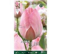 BULBI AUTUNNALI TULIPANO DARWIN HYBRID MYSTIC VAN EIJK CONFEZIONE DA 10 BULBI BULBS