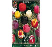 BULBI AUTUNNALI TULIPANO SINGLE LATE MIX DI COLORI CONFEZIONE DA 10 BULBI BULBS BULBES