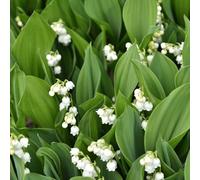 bulbi bulbos mughetto bulbos precoce letto elevato balcone letti elevati Letti elevati el jardín jardín balcone 20pcs