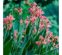 bulbi canna decorazione ufficio decorazione resistente giardino 9pcs