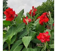 bulbi canna decorazione ufficio decorazione ufficio giardino rocce giardino interno resistenti 2pcs