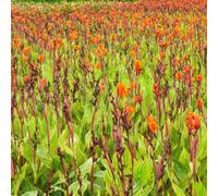 bulbi canna giardino Letti elevati per giardino rocce balcone letti elevati letto elevato interni decorativi primavera 10pcs