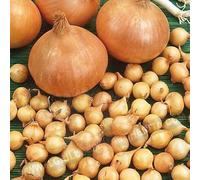 Bulbi Cipolline Dorate Stoccarda Diam.21/24 Sacco G.500 Bulbi da Orto